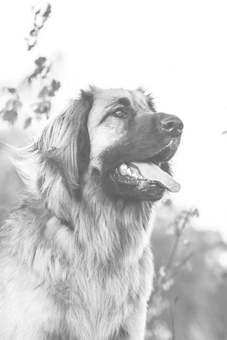 Pet Loss Condolences: What to Say When Someone Loses A Pet