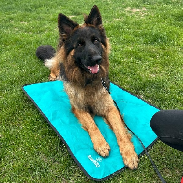Luwello Portable Dog Settle Mat