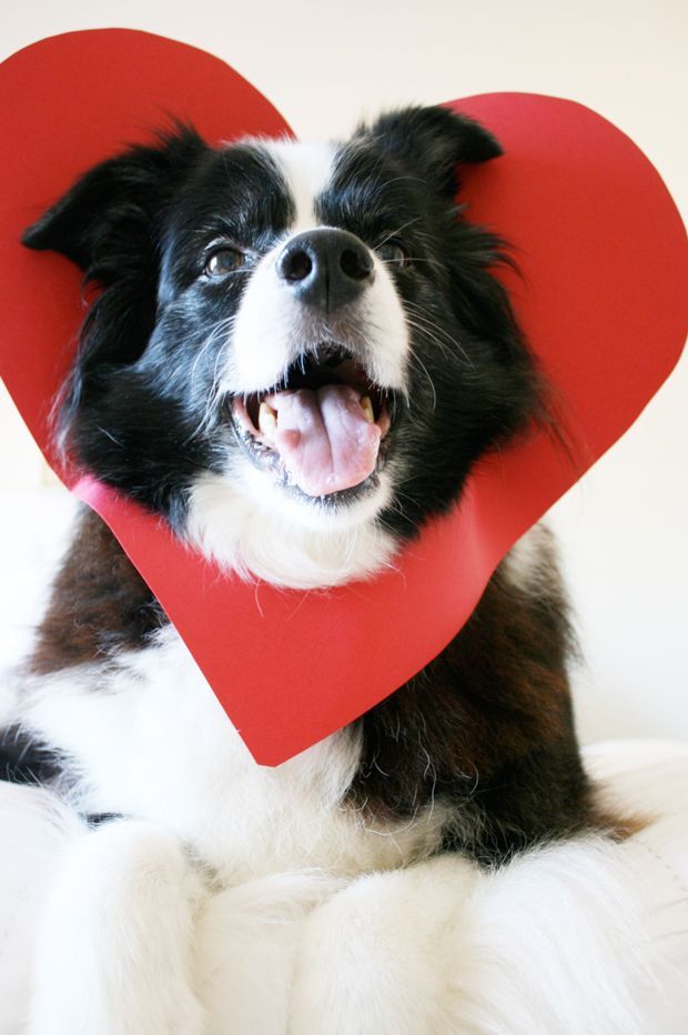 5 Minute Doggie Valentine