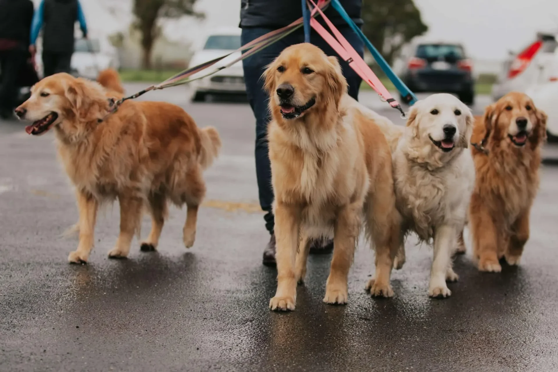 golden retriever- popular dog breed