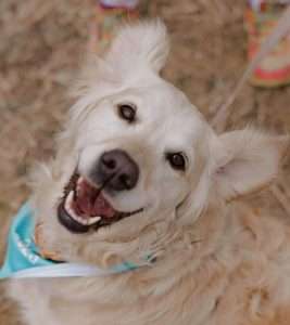 happy golden retriever at Melbourne Gold Rush event