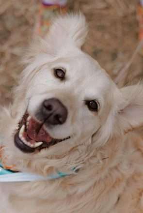 happy golden retriever at Melbourne Gold Rush event