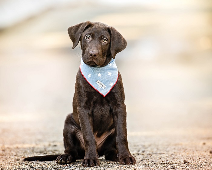 Kendall Wags 4th of July Dog Bandana