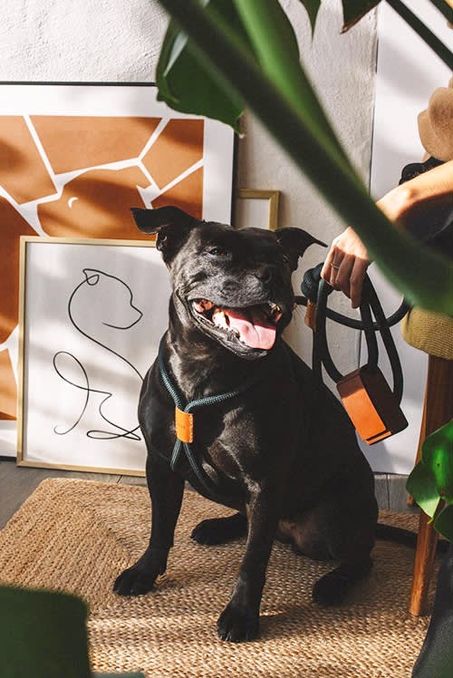 Shop Dog Lovers Directory-Dog Portraits and Mementos - Animalist Pet Portraits