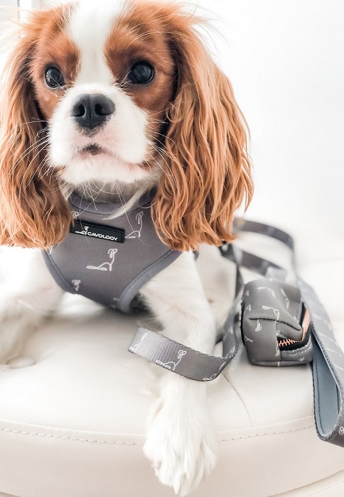 Dog Collars, Leads & Dog Harnesses