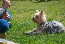 Top 4 Dog Trainers In Elkton