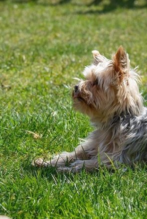 Top 4 Dog Trainers In Elkton