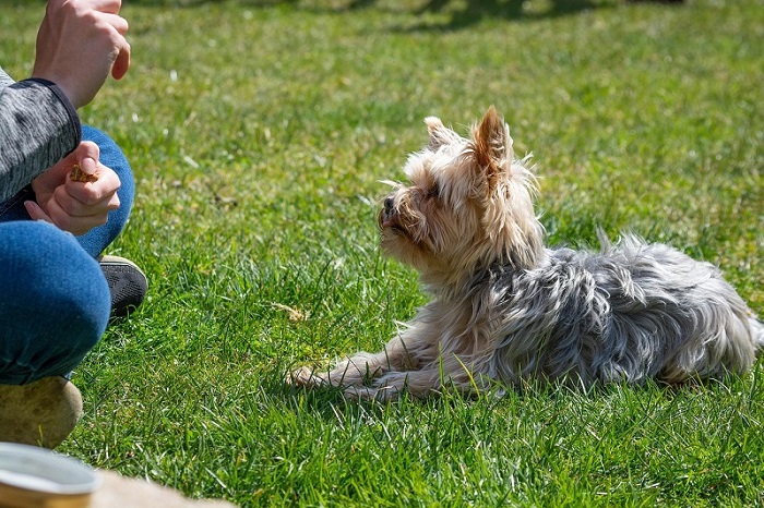 Top 4 Dog Trainers In Elkton