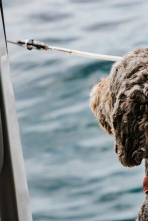 Staying Connected When Traveling with Pets Abroad