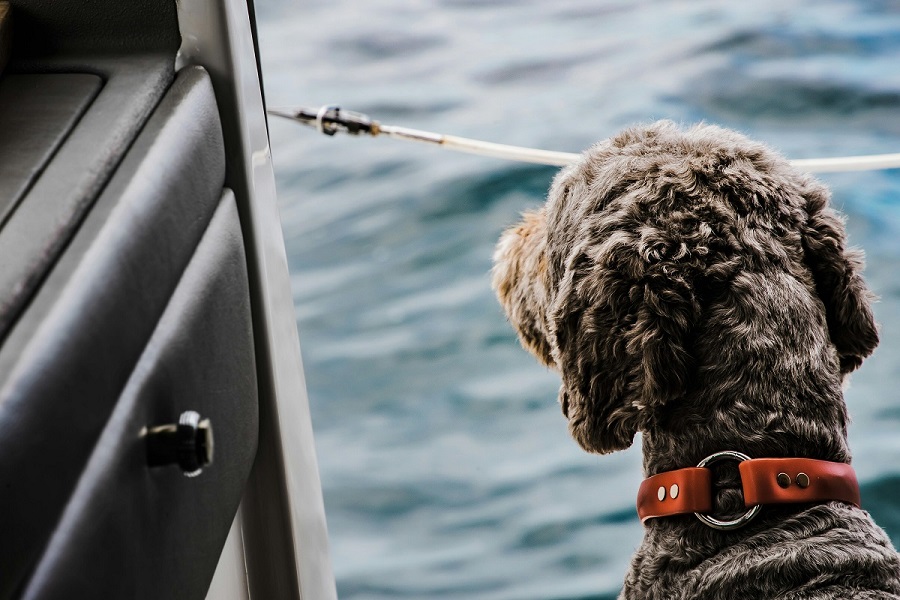 Staying Connected When Traveling with Pets Abroad