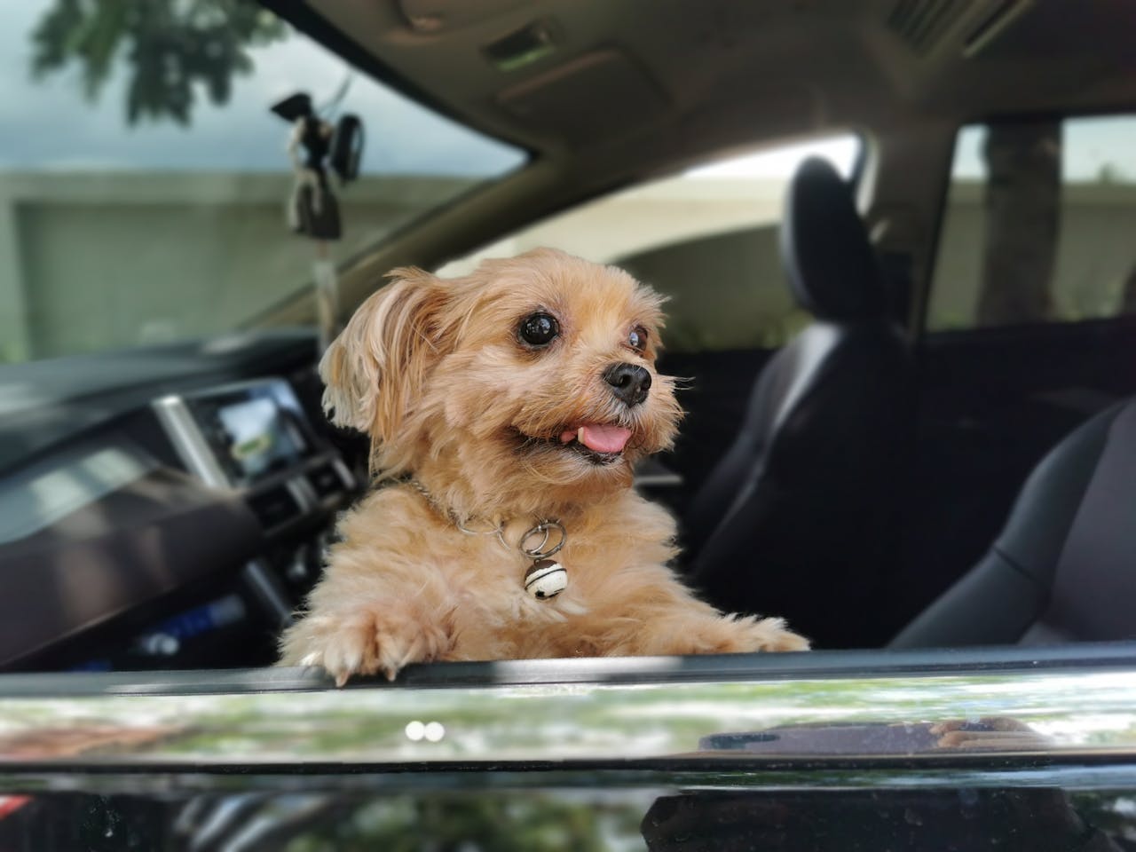 Staying Connected When Traveling with Pets Abroad