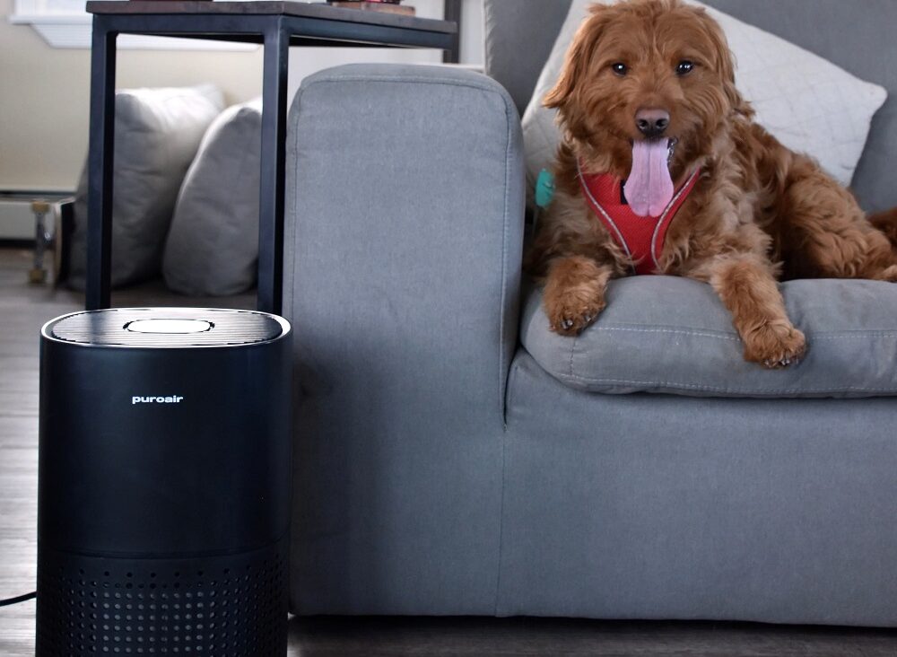 Creating a Pet Friendly Home With PuroAir