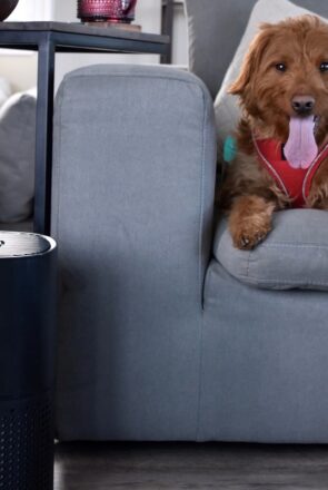Creating a Pet Friendly Home With PuroAir
