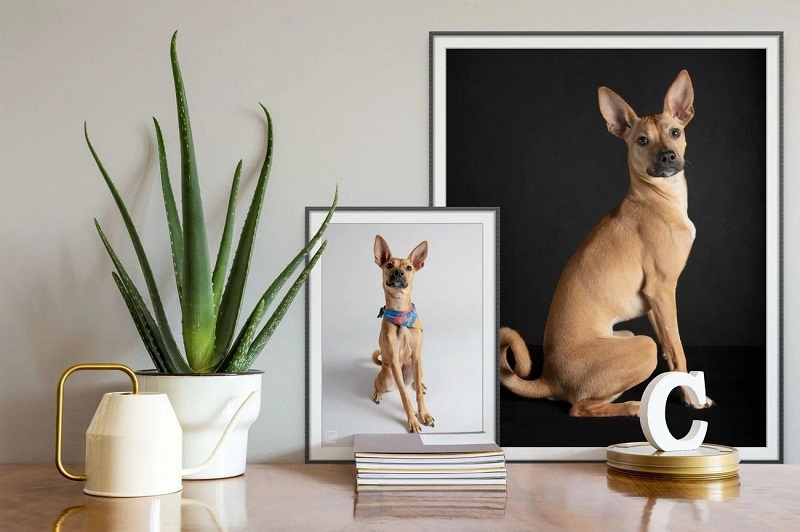 Creative Dog Portrait Ideas for Framing and Display