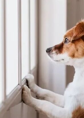 How to Find Missing Dogs: Tips for a Safe and Quick Reunion