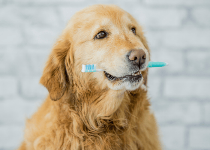 Dog dental health