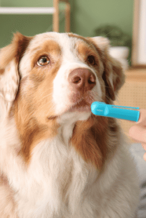 Improving a dog’s oral health