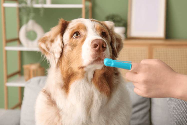 Improving a dog’s oral health