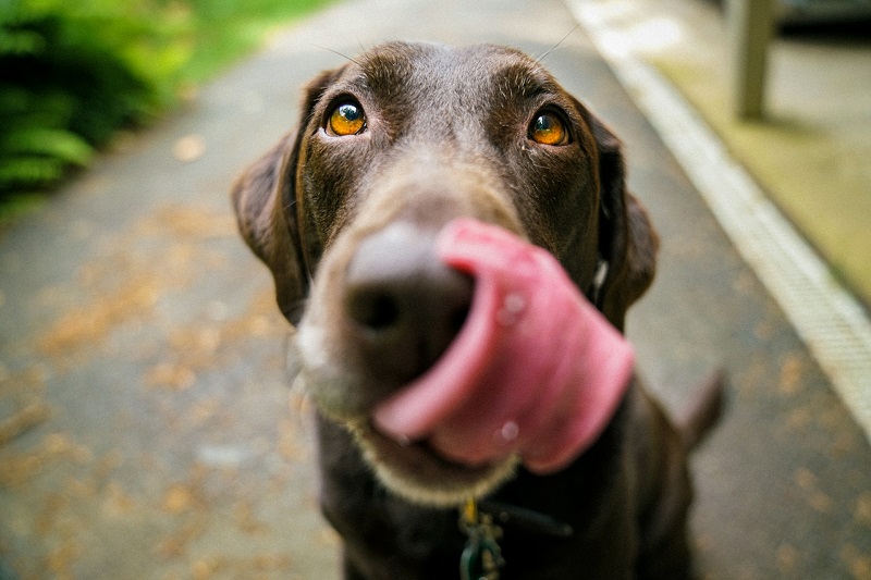 How to Become a Dog-Centered Lifestyle Influencer