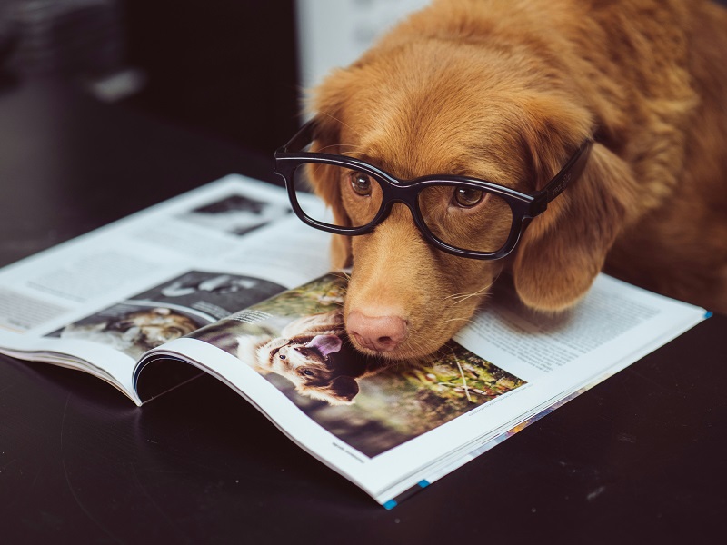 https://unsplash.com/photos/adult-chocolate-labrador-retriever-v3-zcCWMjgM