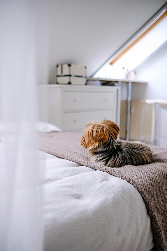 How to Find Pet-Friendly Accommodation in the UAE
