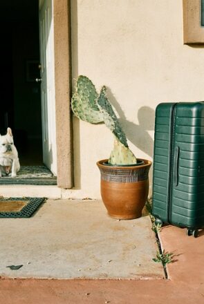 How to Find Pet-Friendly Accommodation in the UAE