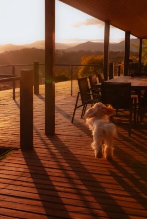 pet parents preparing for stress free vacation