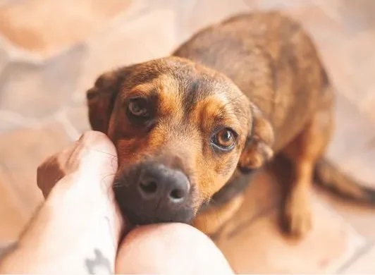 pet parents preparing for stress free vacation