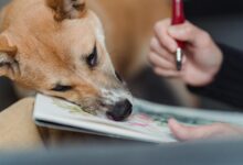 Turning Your Dog’s Cutest Photo Into Art
