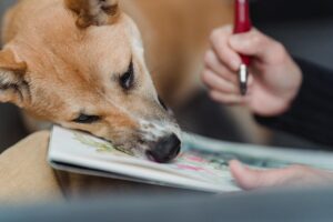 Turning Your Dog’s Cutest Photo Into Art