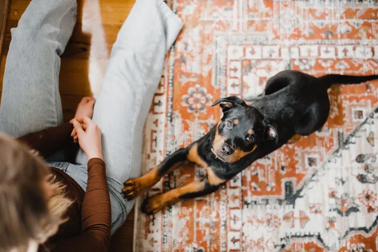 How to Use Positive Reinforcement to Train Your Dog 