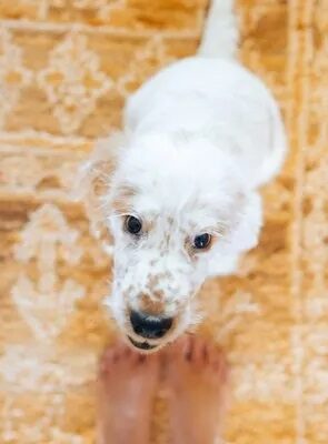 How to Use Positive Reinforcement to Train Your Dog