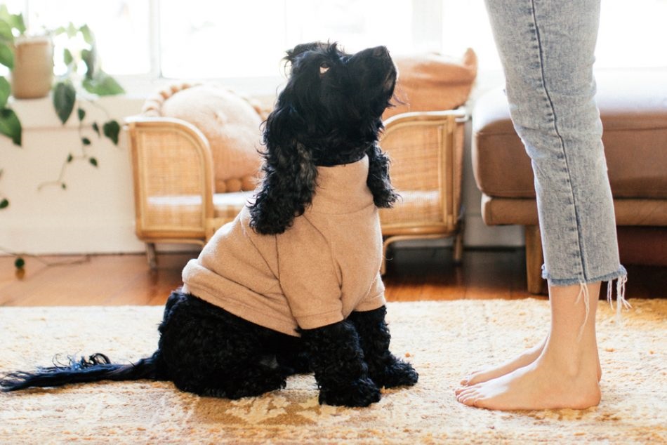 How to Use Positive Reinforcement to Train Your Dog