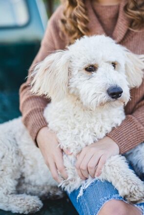 Dog Owner Responsibilities