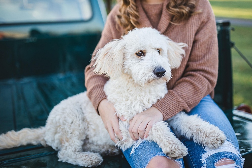 Dog Owner Responsibilities