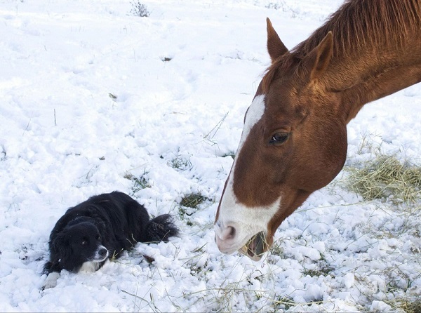 When Dogs and Horses Become Friends: A Story of Trust and Tiny Steps