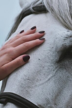 Are Horses Good Pets? A Beginner’s Guide