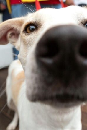 The Amazing World of Dog Smells: What Your Pup Can Sense That You Can’t