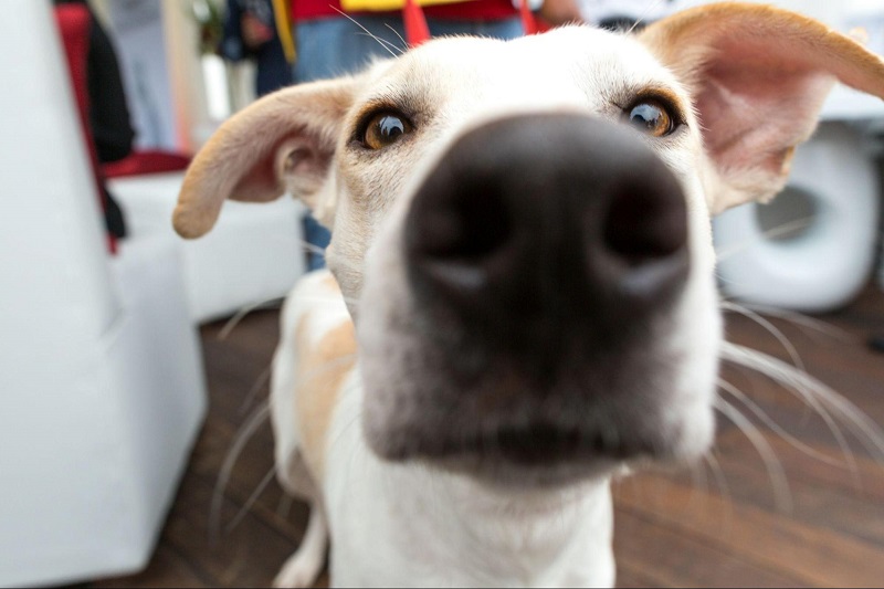 The Amazing World of Dog Smells: What Your Pup Can Sense That You Can’t