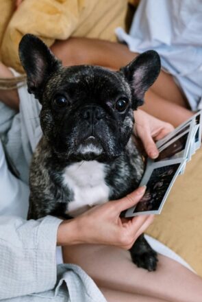 game night with pets