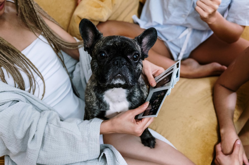 game night with pets