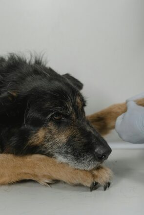 Emergency Veterinary Services: Ensuring Fast and Effective Treatment