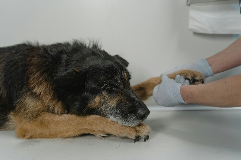 Emergency Veterinary Services: Ensuring Fast and Effective Treatment