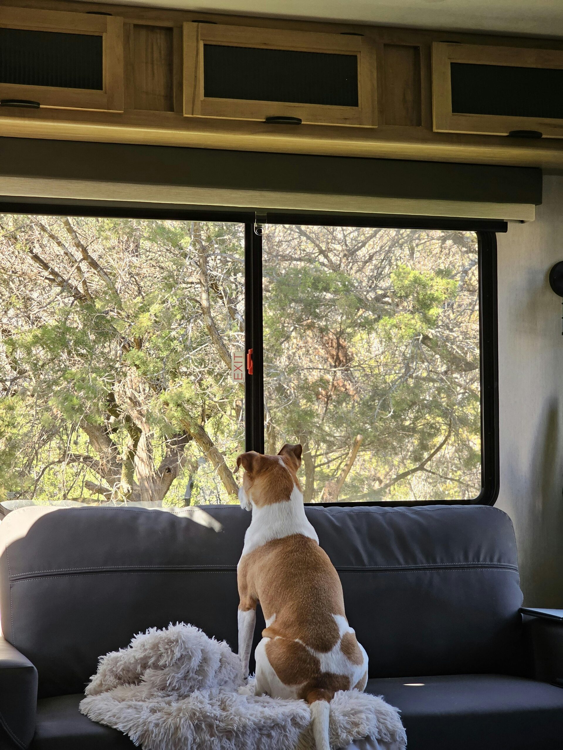 Best Tips for RV Camping With Dogs
