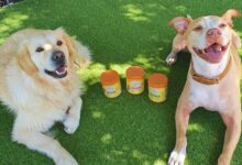 happydogco vitachews