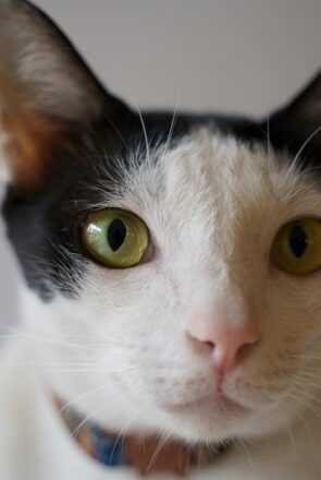 Advantages​‍​‌‍​‍‌ of Using Calming Collars to Help Cats Cope with New Environments