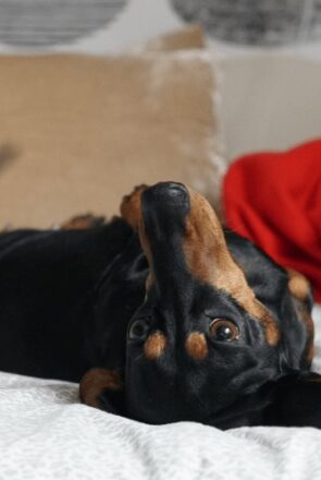 Dachshund Lying on it’s Back on a Bed