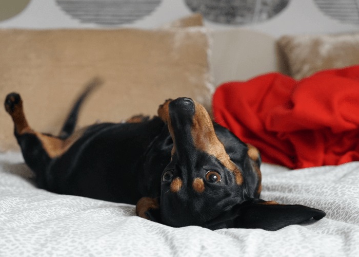 Dachshund Lying on it’s Back on a Bed