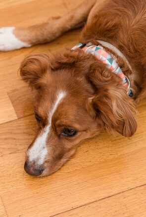 7 Subtle Signs Your Dog Isn’t Feeling Their Best (And How To Catch Them Early)