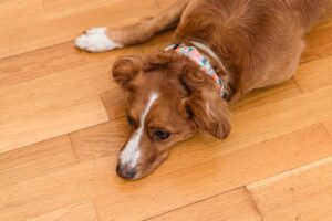 7 Subtle Signs Your Dog Isn’t Feeling Their Best (And How To Catch Them Early)